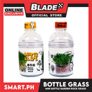 Gifts Bottle Rock Grass Assorted Seeds AE1008 (Assorted Designs and Colors)